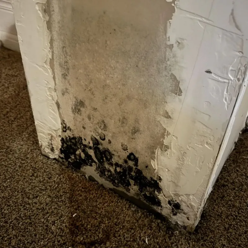Professional Mold Removal in Raoul, GA